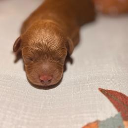 October - Red male Cavapoo puppy in Raytown, Missouri from Ginger Doodle Babies