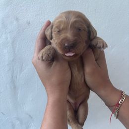 Gray - Apricot female Goldendoodle puppy in Miami, Florida from Happy Doods