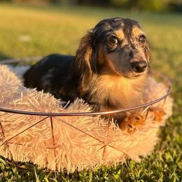 Tinley - Dachshund