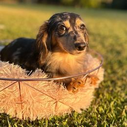 Tinley - Dachshund