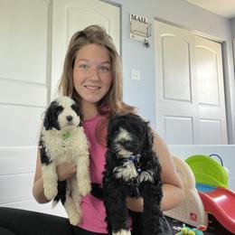 Portuguese Water Dog Puppies from Cornerstones Porties