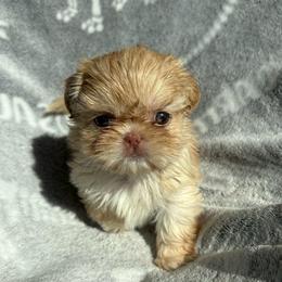 Leni - Liver and white female Shih Tzu puppy in Las Vegas, Nevada from Vegas Shih Tzus
