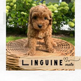Linguine - Apricot male Australian Labradoodle puppy in Mendon, Massachusetts from New England Labradoodles