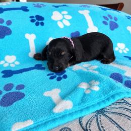 Alice - Black and cream female Dachshund puppy in Molino, Florida from Dooney's Dachshunds