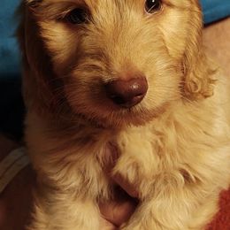 Companion Crosses and Dachshunds from LowRider Kennels