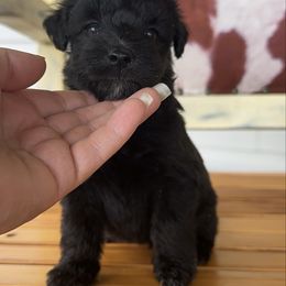 Pink - Black female Whoodle puppy in Youngstown, Florida from Wonderland’s Boujie Kennels