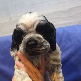 Rocket - Blue roan male Cocker Spaniel puppy in Florence, South Carolina from Reddick's American Cocker Spaniels