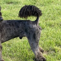 Poodles from Lilli Hollow Poodles