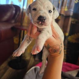 Spirit (HUA) - White and black male Dalmatian puppy in Salem, Missouri from Paradise Spots Dalmatians