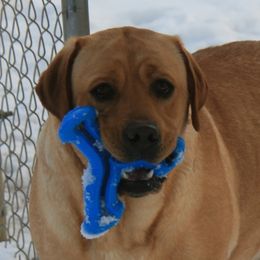 Labrador Retriever adult dog
