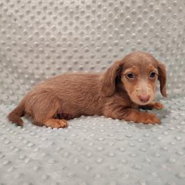 Puppy 4 - Fawn (isabella) and tan female Dachshund puppy in Krum, Texas from Dots N Spots Dachshunds