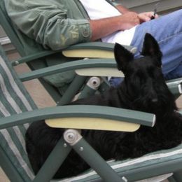 Scottish Terriers from Fairway Scottish Terriers