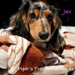 Jax - Dachshund