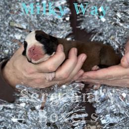 Milky Way - Fawn male Boxer puppy in Madisonville, Texas from Sergeant's Boxers
