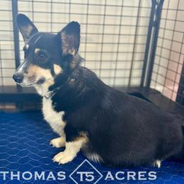 Cricket - Pembroke Welsh Corgi