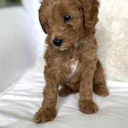 Cavapoo Puppies from Cavapoos of the Carolinas