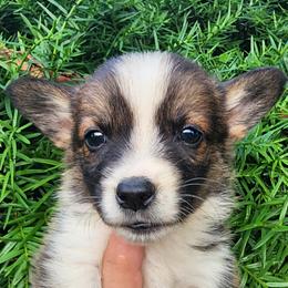 Acorn - Sable female Pembroke Welsh Corgi puppy in Sidney, Ohio from Cozy Corgi Ranch