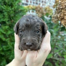 Yellow Boy - Brown male Double Doodle puppy in Huntsville, Alabama from Winchester Doodles