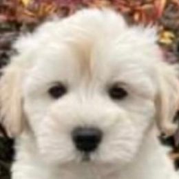 Royce - Miniature Schnauzer