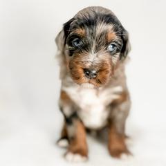Blue - male Australian Mountain Doodle puppy in Sharpsburg, Georgia from Steindoodles