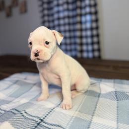 Boy 5 - White male Boxer puppy in Prestonsburg, Kentucky from Bre’s Boxers