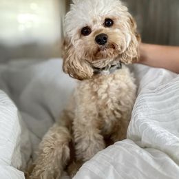 Cavapoo Puppies from Southern Cavapoos