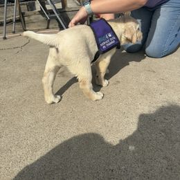 Labrador Retriever Puppies from SR Labrador Retrievers