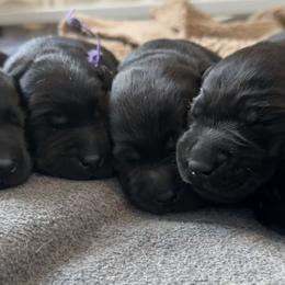 Labrador Retrievers from Juniper Ridge Labrador Retrievers