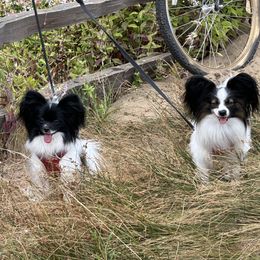 Papillon All Grown Up from DogBond Papillons