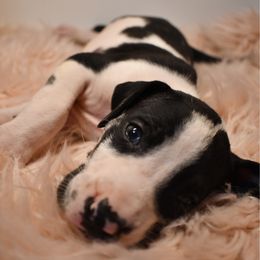 Mimosa - Harlequin female Great Dane puppy in Salem, Oregon from Gigantes de Cervantes