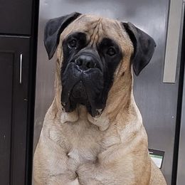 Baby - Bullmastiff