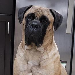 Baby - Bullmastiff