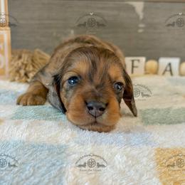 Mr. Green-4200 - Dapple male Dachshund puppy in Sparr, Florida from From the Heart Doxies