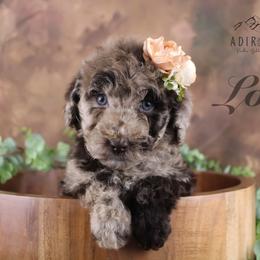 Bernedoodle, Goldendoodle, and Schnoodle Puppies from Adirondack Poodles Goldendoodles,Bernedoodles & Schnoodles