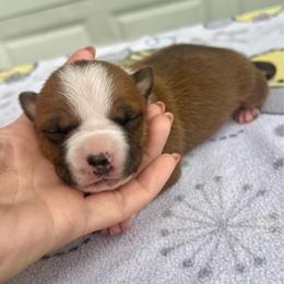 Rachel - Red female American Staffordshire Terrier puppy in Marietta, Georgia from Ambition Amstaffs
