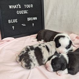 Cardigan Welsh Corgi Puppies from Smoky Tails Corgis