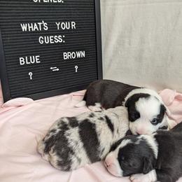 Cardigan Welsh Corgi Puppies from Smoky Tails Corgis