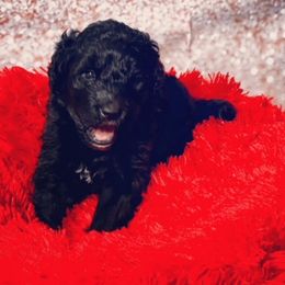 Bernedoodles, French Bulldogs, Miniature Pinschers, and Poodles from French Pinsch Mi Doodle Kennels