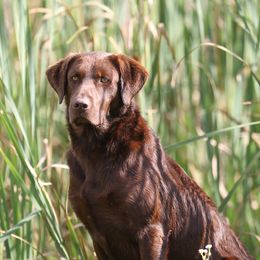 Leroy - Labrador Retriever