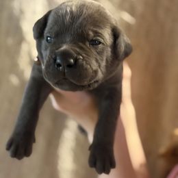 Brown - Gray brindle male Cane Corso puppy in Opelousas, Louisiana from Azelees Cane Corso