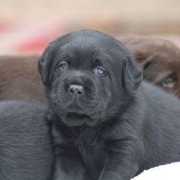 Green collar - Black female Labrador Retriever puppy in Marysville, California from Britt Labradors
