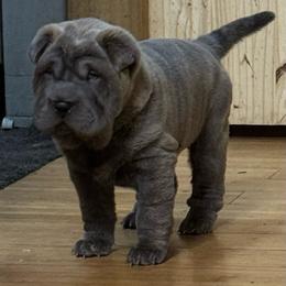 Lisa - Fawn sable female Chinese Shar-Pei puppy in Libertyville, Iowa from LLSHARPEI