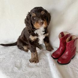 Bernedoodle Puppies from Rosie’s Tribe