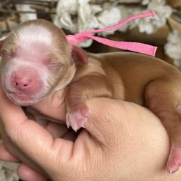 Pink - Brown and white female Bernedoodle puppy in Yuciapa, California from AlltheDoodlez_