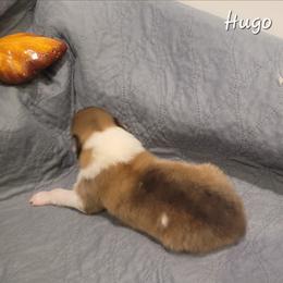 Hugo - Sable and white male Collie puppy in Mattoon, Illinois from Gold Leaf Collies