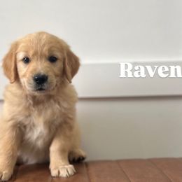 Raven - Light golden female Golden Retriever puppy in Farmington, Utah from Golden Haven Doodles