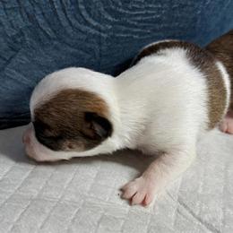 Biscuits - Chocolate sabled fawn male Chihuahua puppy in Sherwood, Arkansas from Bartelt Breeders