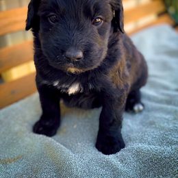 Bernedoodle and Siberian Husky Puppies from Timberline Paws