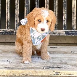 Bowser- white collar male - Yellow and white male Bernedoodle puppy in Salt Lake County, Utah from Coco Avenue Pups