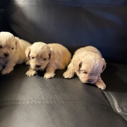 Shih Tzu Puppies from The Lion dog Shih Tzu